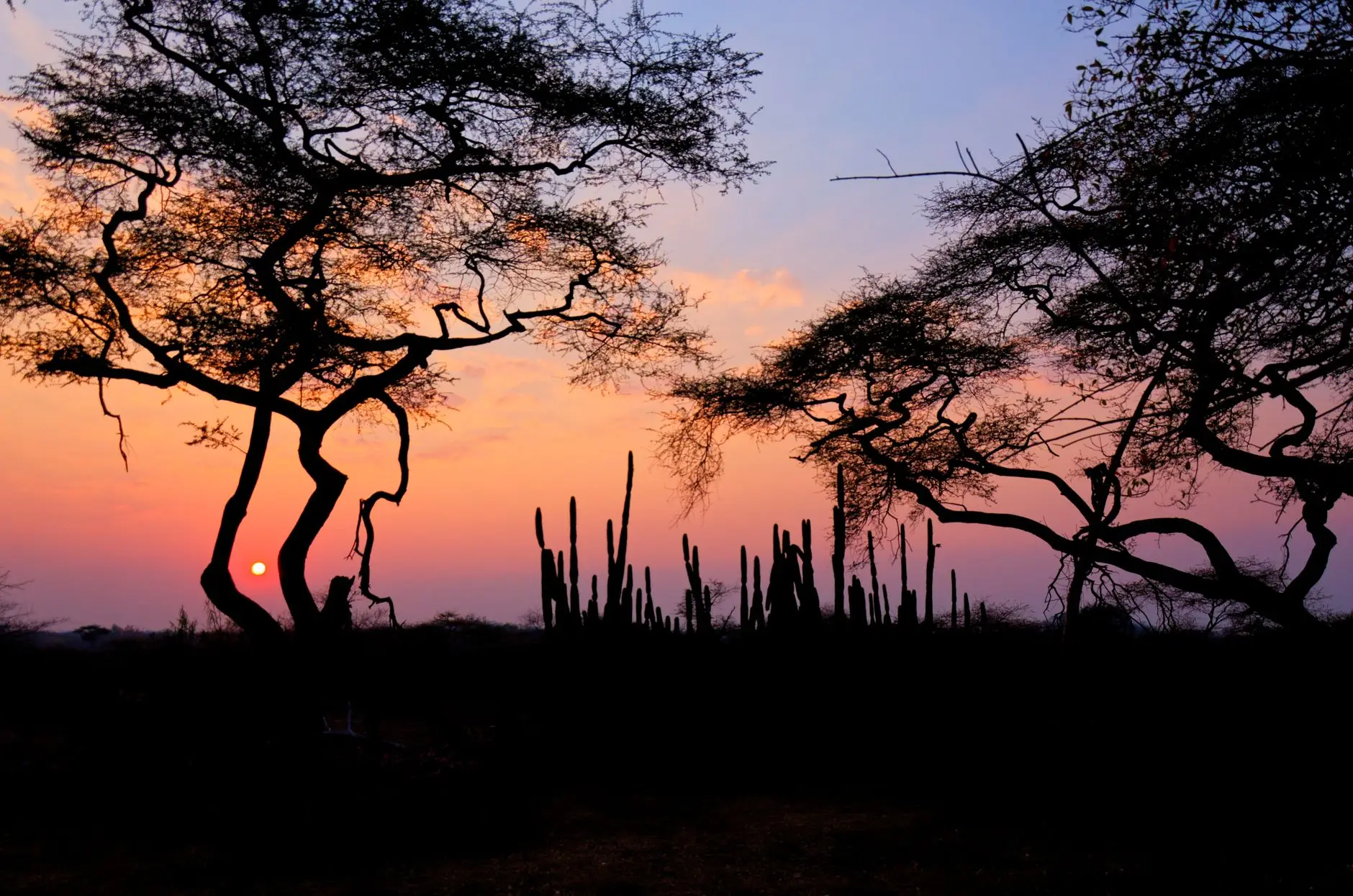 Acacia trees silhouetted against a Zimbabwean sunset